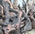 Driftwood